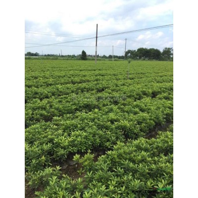 浙江容器红叶石楠苗信息