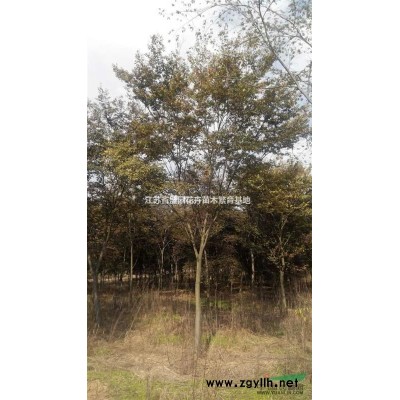 供应乌桕、蜀桧、枫香、榉树、栾树、红叶石楠、龙柏等