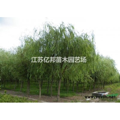 供应柱形红叶石楠