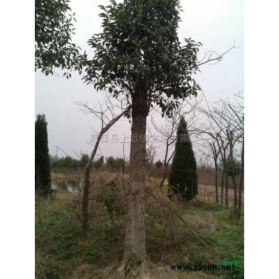 红头红叶石楠3行情报价\红头红叶石楠3图片展示