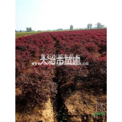 （1）精品红叶石楠50cm-100cm开枝，冠幅1-1.5m