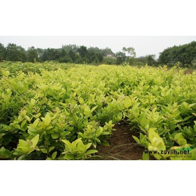 红叶石楠球行情报价\红叶石楠球图片展示