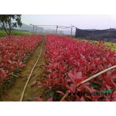 红叶石楠袋苗 红叶石楠小苗供应/红叶石楠袋苗 红叶石楠小苗图片