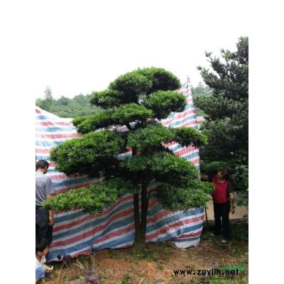 红叶石楠工程苗，湖南红叶石楠工程苗