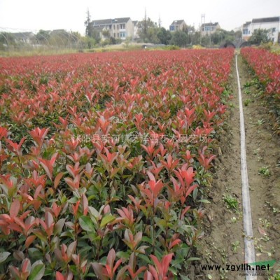 红叶石楠苗