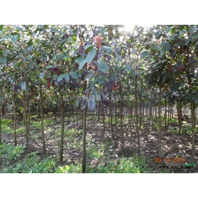 浙江急售3分红叶石楠