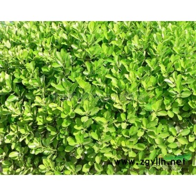 红叶石楠树行情报价\红叶石楠树图片展示