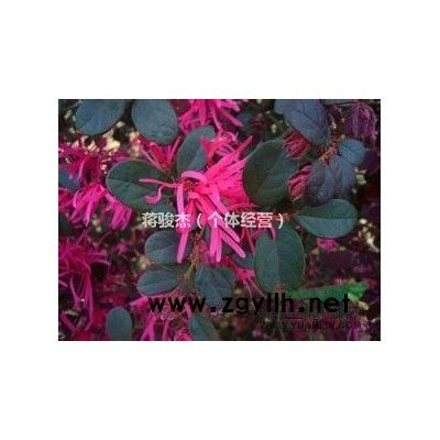 金华供应大批量红叶石楠