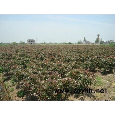 红叶石楠穴盘苗