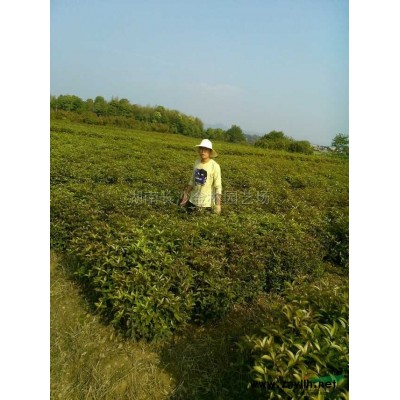 湖南红叶石楠小苗