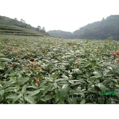 大量供应精品红叶石楠小苗