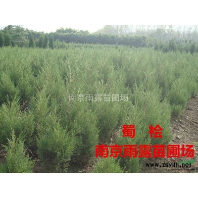 红叶石楠，高杆红叶石楠供应，高杆红叶石楠价格