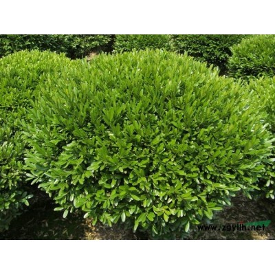 *实惠红叶石楠球批发/江苏*实惠红叶石楠球