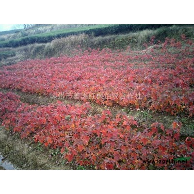 乐昌含笑，深山含笑,鸡爪槭，红叶石楠