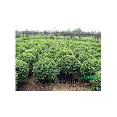 红叶石楠柱行情报价\红叶石楠柱图片展示