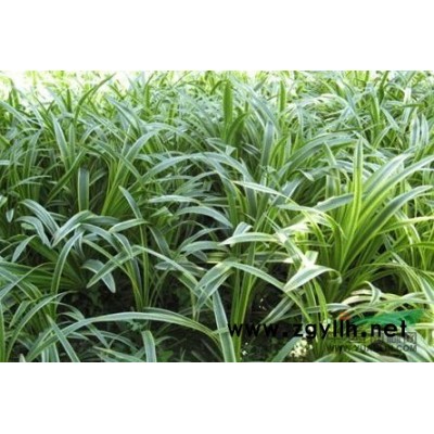 红叶石楠供应/红叶石楠图片