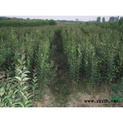 肥西高杆红叶石楠分枝在2米以上6到8公分