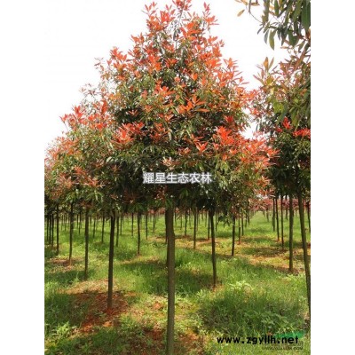 高杆红叶石楠 庭院绿化苗木 石楠树苗 红叶石楠球 绿化行道树