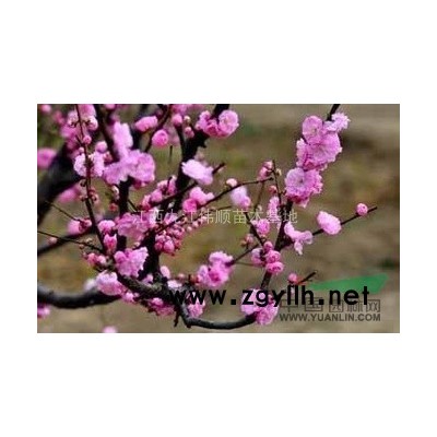 供应3-6公分红叶石楠