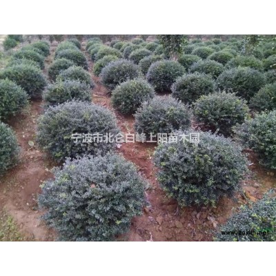 自己苗圃大量供应宁波法国冬青珊瑚