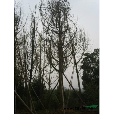 各种规格的红叶石楠