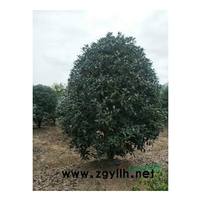 高杆红叶石楠D10—15