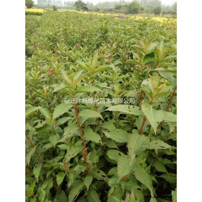 红叶石楠球2行情报价/红叶石楠球2图片展示