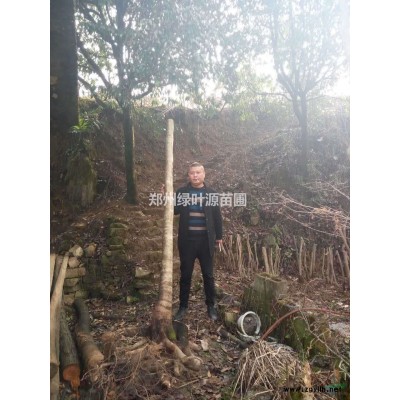 基地直销红叶石楠