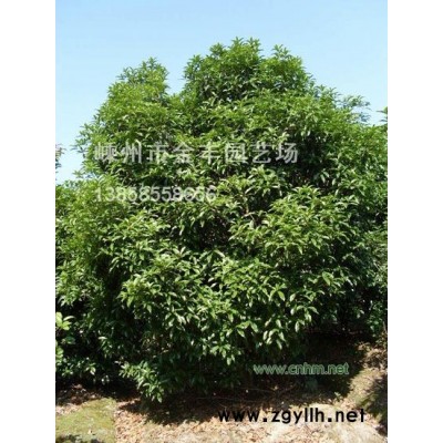 红叶石楠（球）