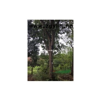 2018成都精品红叶石楠球树大量出售 价格优惠自产自销