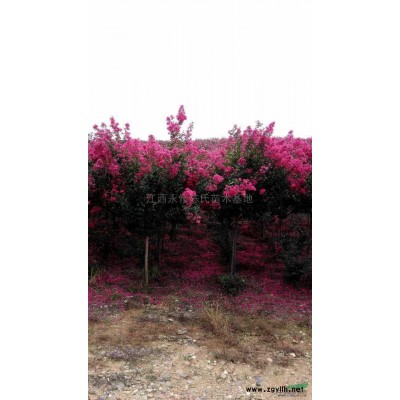 红叶石楠2-8公分*新价格/红叶石楠2-8公分报价