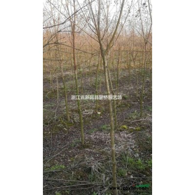 浙江红叶石楠出售