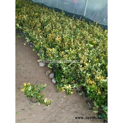 沭阳供应红叶石楠40--50公分高