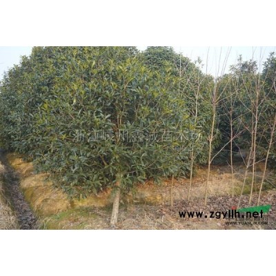 红叶石楠报价/浙江红叶石楠报价