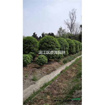 供应红叶石楠等绿化工程灌木，价格合理、质量保证