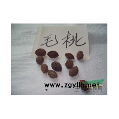 供应红叶石楠小苗