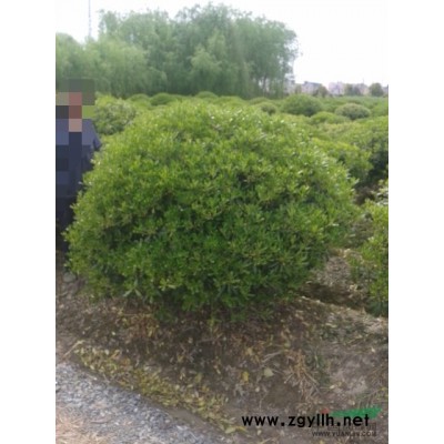 供应红叶石楠球