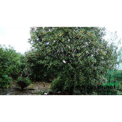 高杆红叶石楠树（行道树）供应/高杆红叶石楠树（行道树）图片