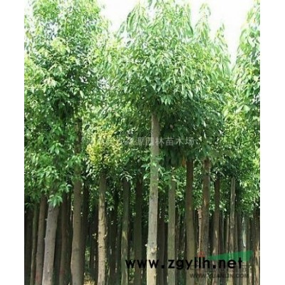 供应红花继木球，杜鹃球，桂花球，罗汉松球，红叶石楠球，海桐球