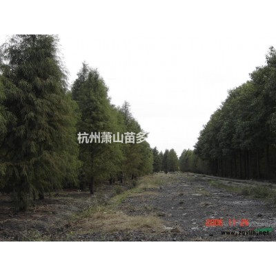 红叶石楠球，冬青球 大叶黄杨球，**便宜的红叶石楠球基地