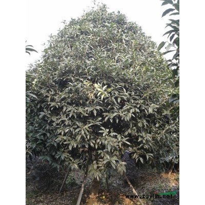 萧山金森女贞球P40-200/毛球/色块,球密实漂亮,土球好图2