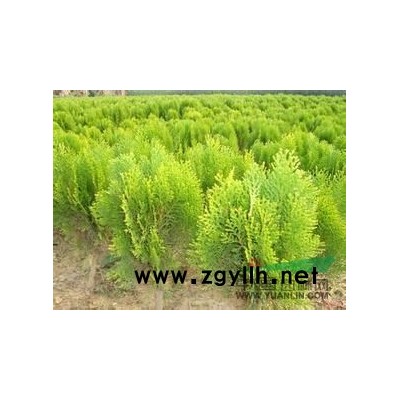 萧山金森女贞球P40-200/毛球/色块,球密实漂亮,土球好图3