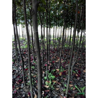 红叶石楠球 滁州红叶石楠球 安徽红叶石楠球 红叶石楠球价格