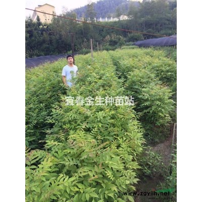 江西出售高杆红叶石楠，4-15公分高杆红叶石楠批发价格