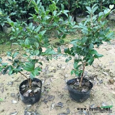 各种规格红叶石楠柱子金华产地苗成本价大量供货