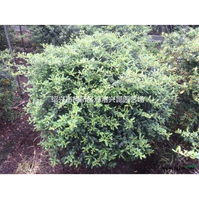 60-250cm蓬型的红叶石楠，小毛球，色块