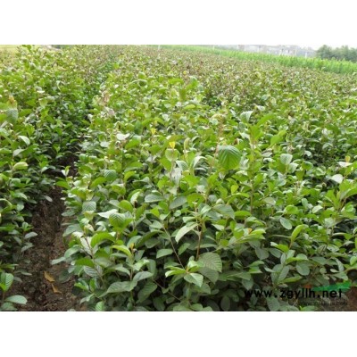 红叶石楠2*新价格/红叶石楠2报价