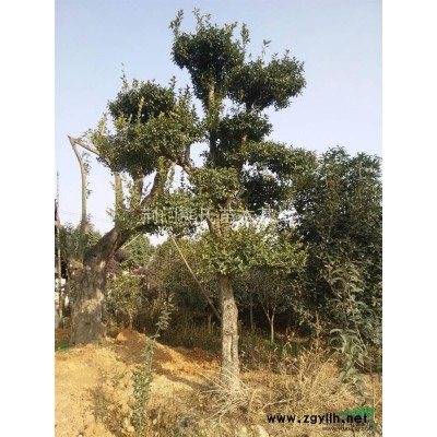 红叶石楠，红叶石楠苗，红叶石楠小苗价格，独杆红叶石楠供应