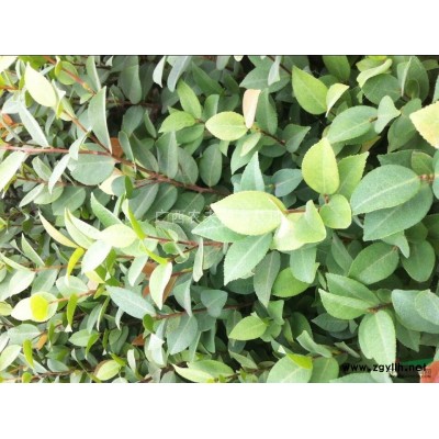 红叶石楠5毛报价/广西红叶石楠5毛报价