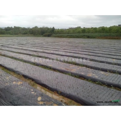 水栀子苗阿里山一号，榉树，朴树，三角枫苗，红叶石楠等